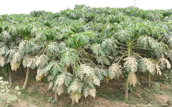 Tropical fruit cultivation in Jazan. (SPA)