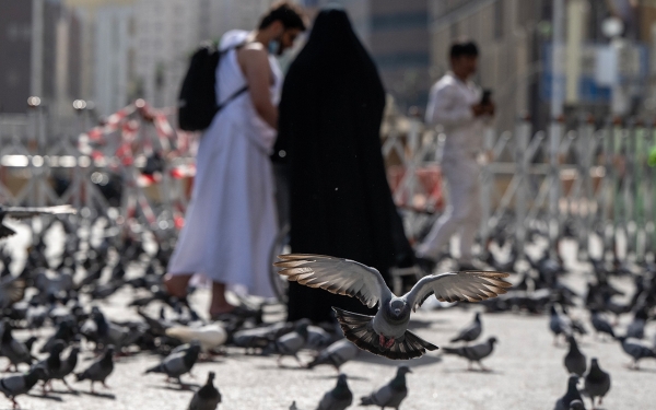 The pigeons of the Grand Mosque in Makkah al-Mukarramah. (Saudipedia)