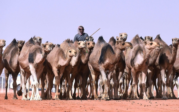 A herder with a herd of camels. (SPA)