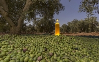 Olive cultivation in the Kingdom. (SPA)