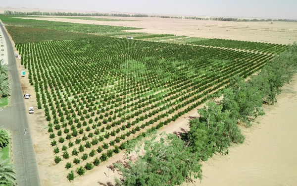 Aerial view of a pomegranate farm in the Kingdom. (SPA)