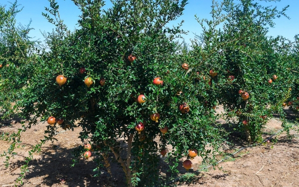 Pomegranate trees on a farm. (SPA)