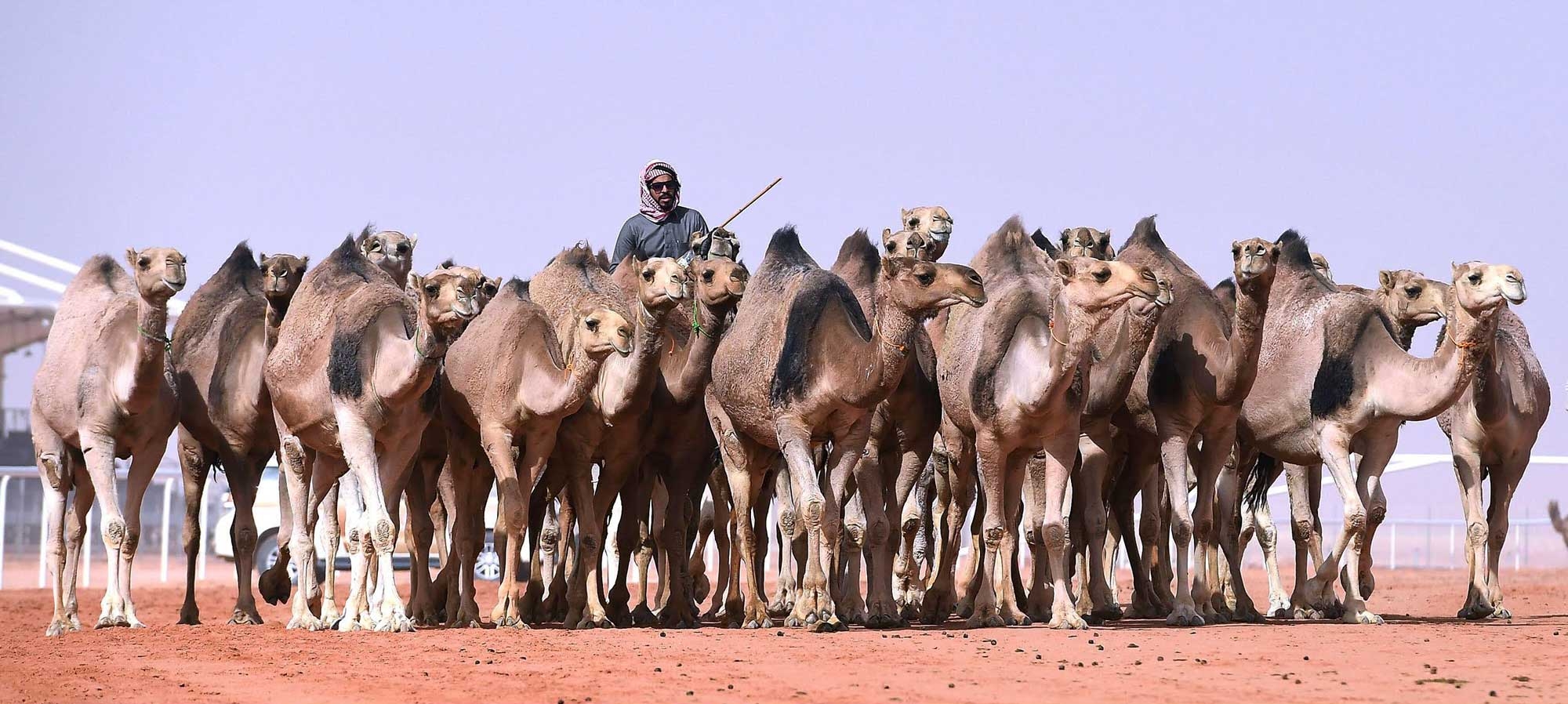 Camel farming in the Kingdom. (SPA)