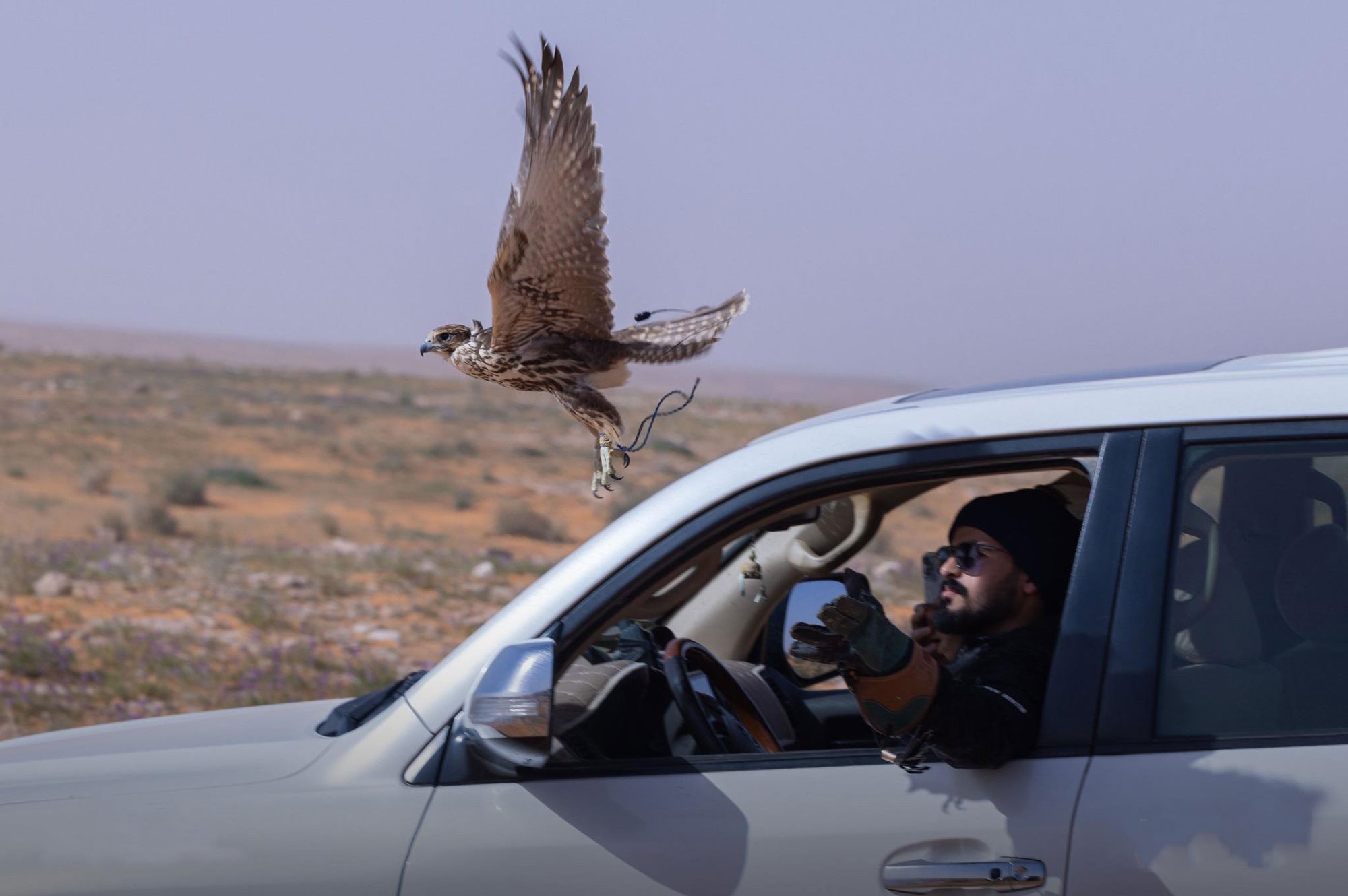 A falconer releasing his falcon during a hunting trip. (SPA)