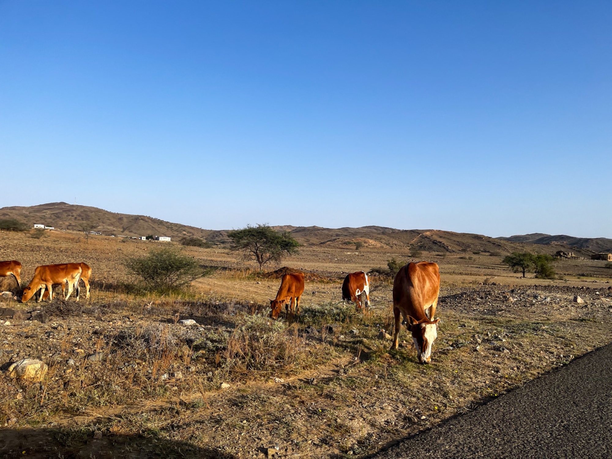 Cattle farming is one of the livestock farming activities in the Kingdom. (Saudipedia)