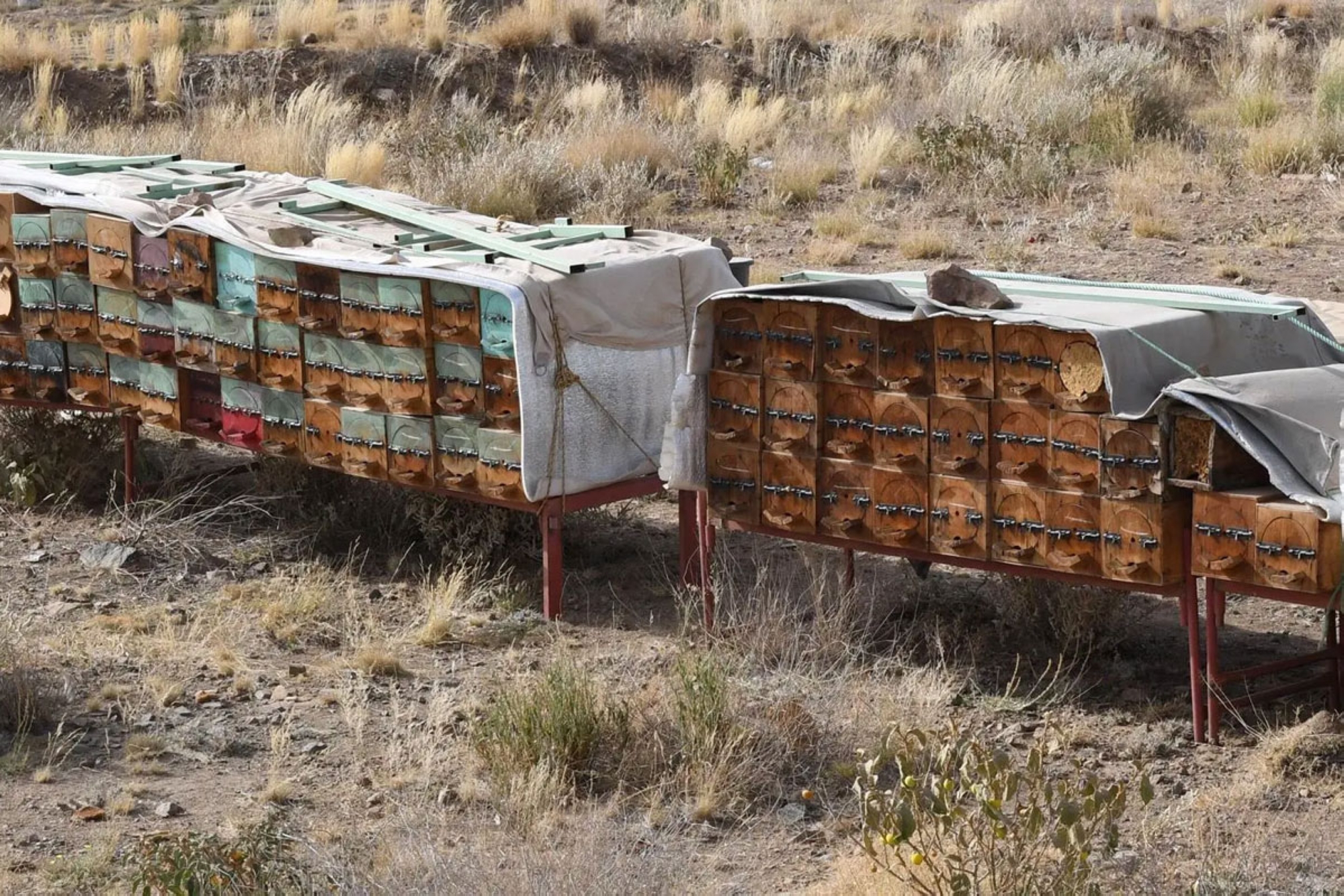 One of the apiaries in the Kingdom. (SPA)