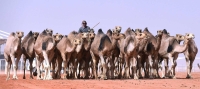 Camel farming in the Kingdom. (SPA)