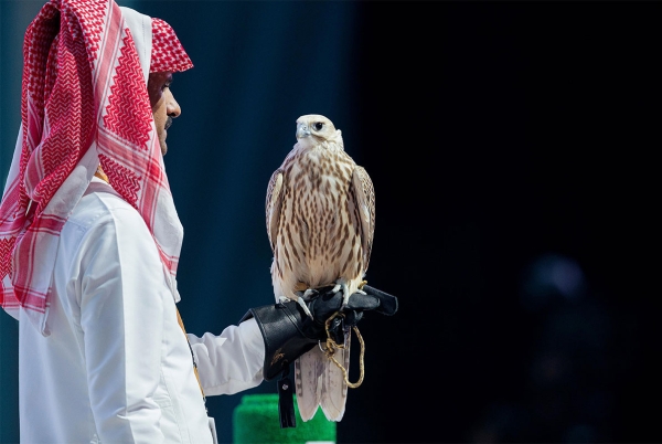 Saker falcon. (SPA)