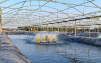 One of the tilapia fish farms in the Kingdom. (SPA)