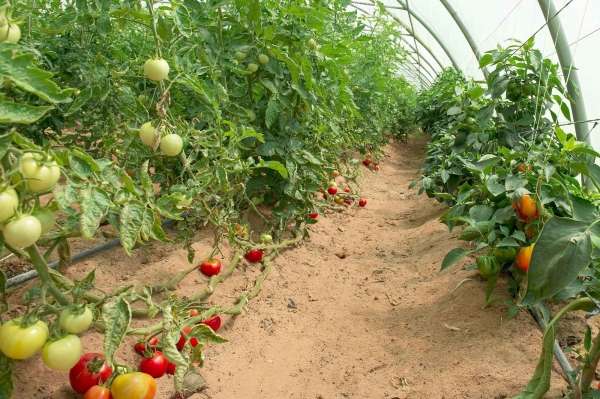 Drip irrigation in a greenhouse in the Kingdom. (SPA)