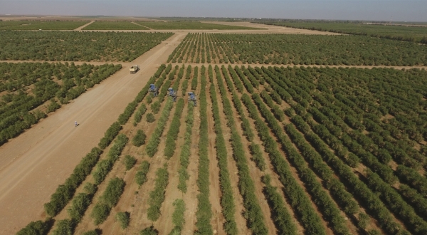 An olive farm in al-Jawf Province, north of the Kingdom. (SPA)