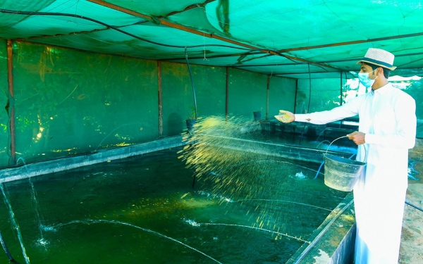 Tilapia farming process. (SPA)