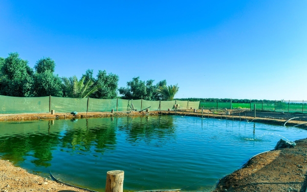 One of the tilapia farms in Tabuk. (SPA)