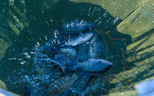 Tilapia in a fishing net. (SPA)