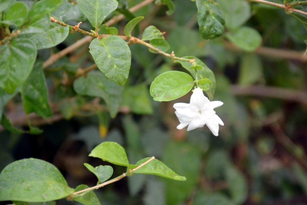 Arabian jasmine is a flowering plant. (SPA)