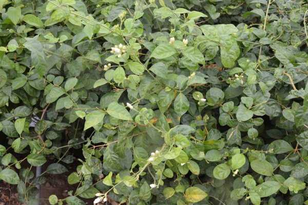 Arabian jasmine plant in a farm in the Kingdom. (SPA)