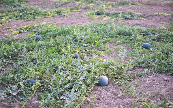 One of the watermelon farms in the Kingdom. (SPA)