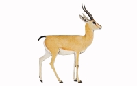 An imaginary drawing of Saudi gazelle. (National Center for Wildlife)