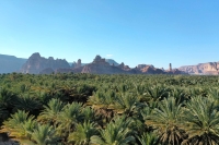 Palm farms in al-Ula. (Royal Commission for al-Ula Governorate)