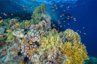 Fish in the Red Sea near Sindalah Island in NEOM. (Media Center of NEOM)