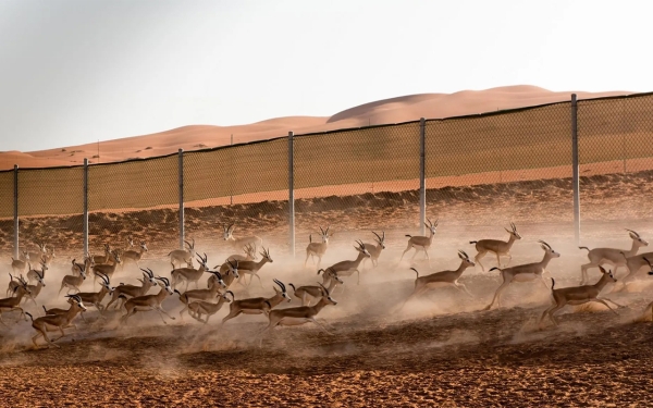 A deer herd in Tanajib Sanctuary. (SPA)