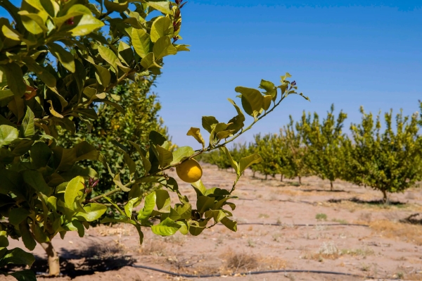 Fruit Trees in Najran Province. (SPA)