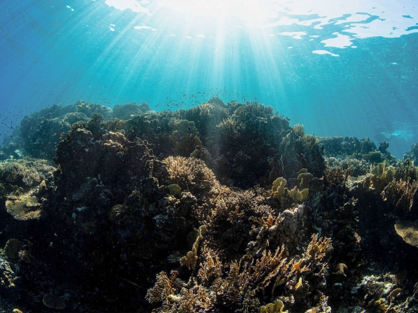 Coral reefs in the Red Sea. (SPA)