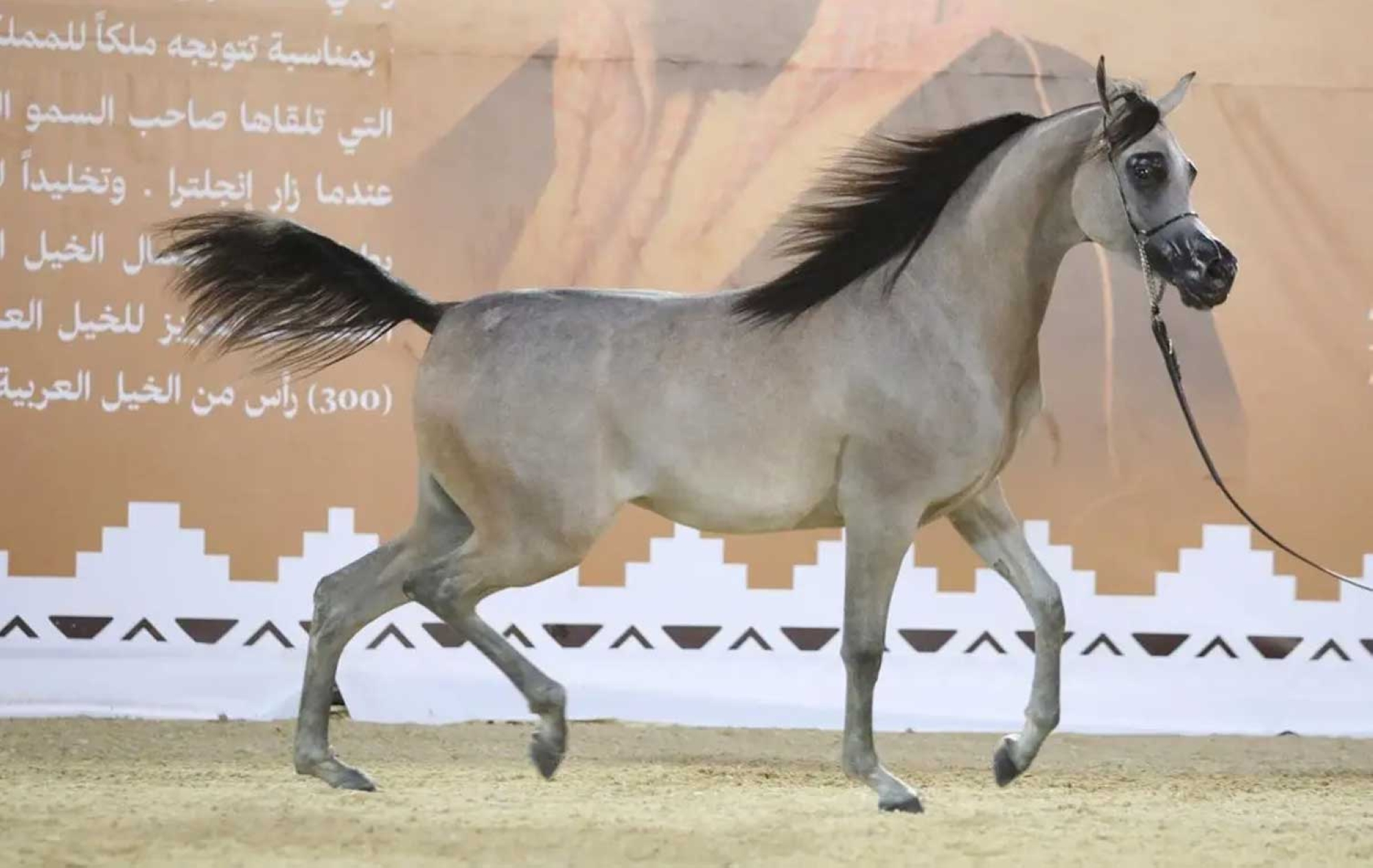 Riyadh Purebred Arabian Horse Festival Saudipedia