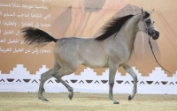 An image of one of the purebred Arabian horse beauty competitions. (SPA)