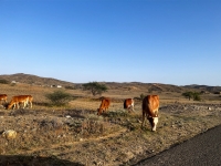 A number of cows in one of the natural pastures in the Kingdom. (Saudipedia)