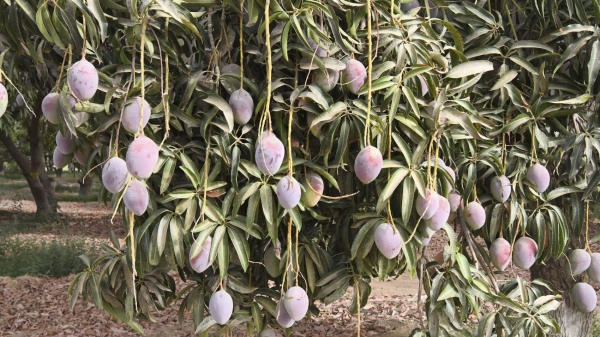 Mango cultivation in Jazan (SPA).