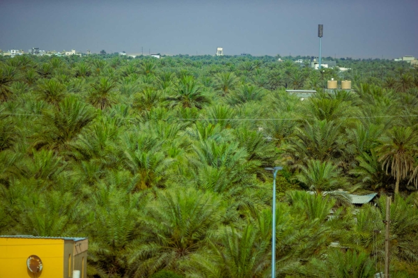 The Northern Oasis in al-Ahsa Governorate in the Eastern Province. (Saudipedia)