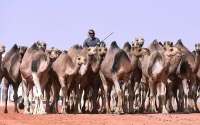 A herder with a herd of camels. (SPA)