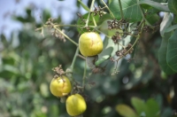 Guava fruit in one of the farms in Jazan Province. (SPA)