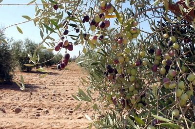 An olive farm in al-Jawf Province. (SPA)