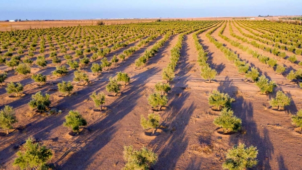 Olive farms in al-Jawf. (SPA)