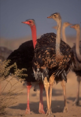 The African red-necked ostrich that is considered the closest species to the Arabian ostrich. (SPA)