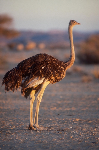 A bird of the African red-necked ostrich family. (SPA)