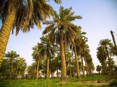 A palm farm in Saudi Arabia. (Saudipedia)