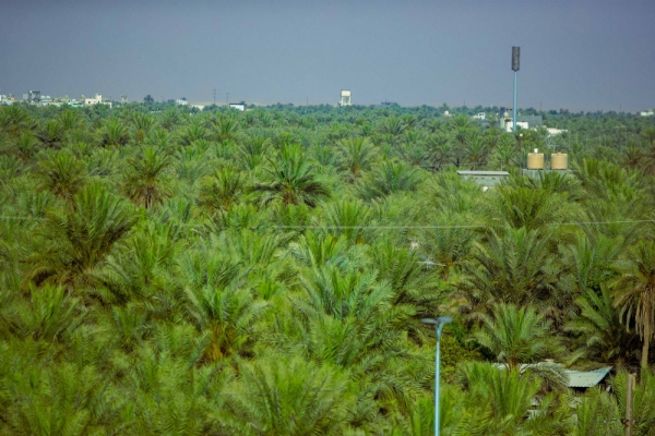 Palm farms in Saudi Arabia. (Saudipedia)