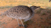 The chlamydotis is one of the migratory birds that pass through Imam Turki Bin Abdullah Royal Nature Reserve. (SPA)