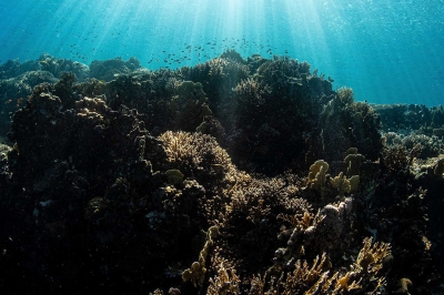 Coral reefs in Saudi coasts. (SPA)