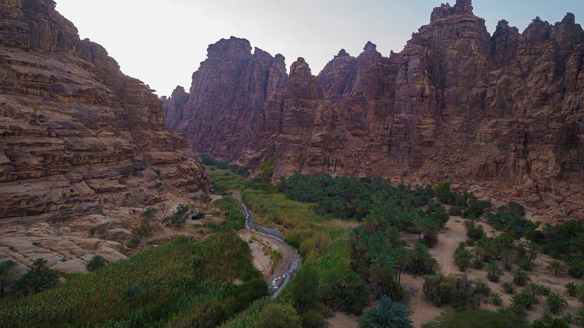 Palm trees in Wadi ad-Disah, Tabuk Province. (SPA)