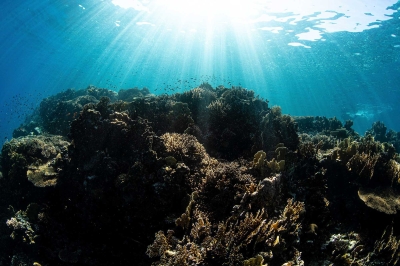 Coral reefs in the Red Sea. (SPA)