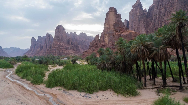 Palm trees in Wadi ad-Disah, Tabuk Province. (SPA)