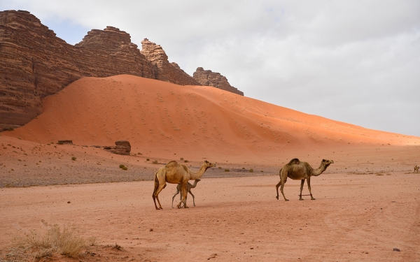 Camels in Hisma Desert. (SPA)