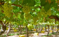 Grape clusters in a farm in the Kingdom. (SPA)