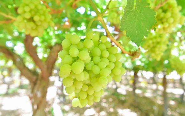 A cluster of green grapes in a farm in the Kingdom. (SPA)