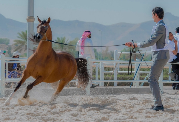 One of the Arabian horse beauty contests in the Kingdom. (Saudipedia)