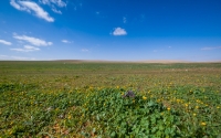 Imam Turki bin Abdullah Royal Nature Reserve is more than ninety-one km<sup>2</sup> in area. It is characterized by its vegetation diversity, located in the northeast of the Kingdom. (SPA)